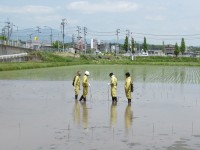 田んぼアート作業の様子