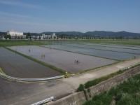 田んぼアート作業の様子