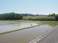 田んぼアート作業の様子