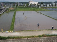 田んぼアート作業の様子