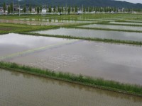 田んぼアート作業の様子