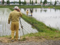 田んぼアート作業の様子