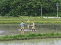 田んぼアート作業の様子