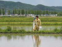 田んぼアート作業の様子