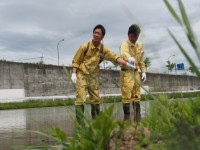 田んぼアート作業の様子