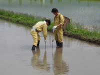 田んぼアート作業の様子