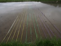 田んぼアート作業の様子